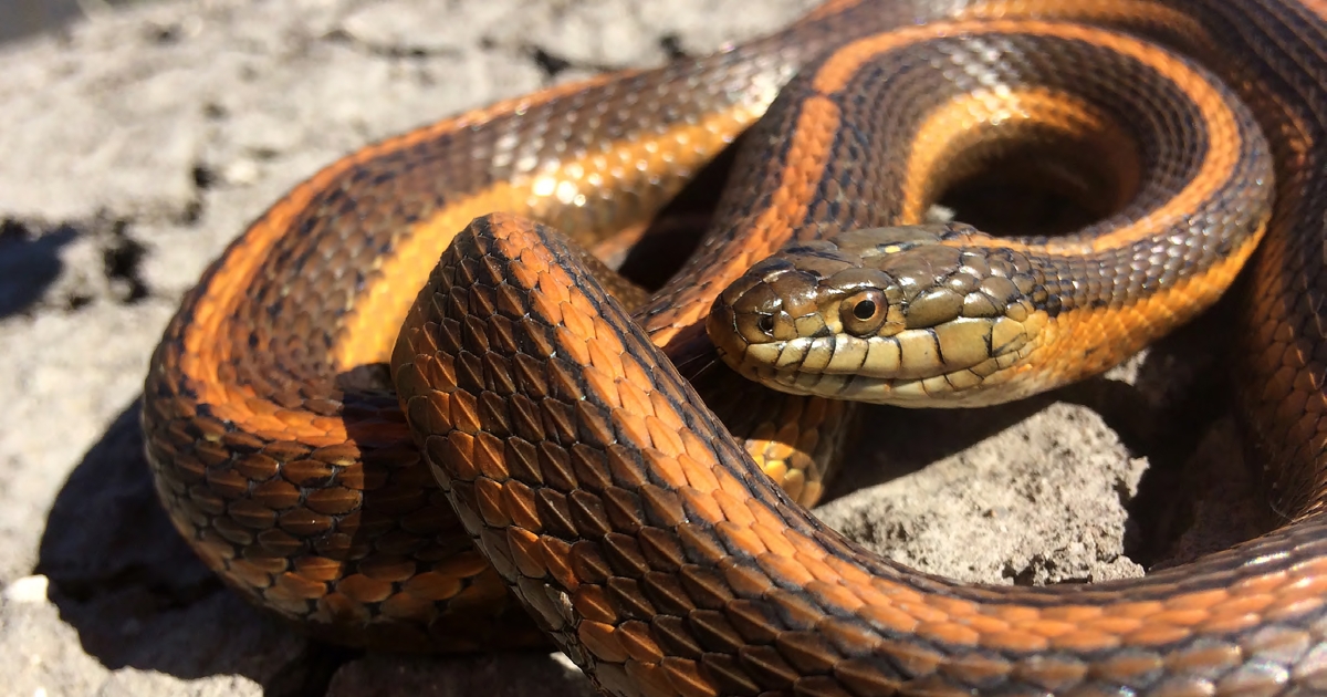 Giant Garter Snake (Thamnophis Gigas) | U.S. Fish & Wildlife Service